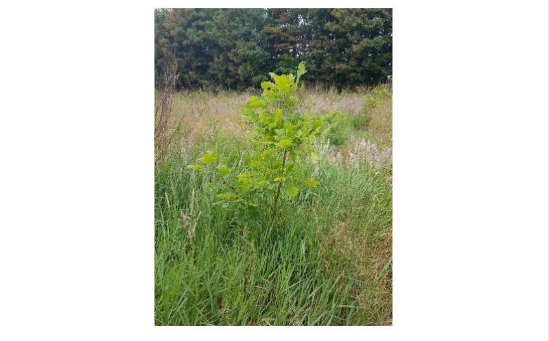 Ffull range of forestry services with SWS Forestry