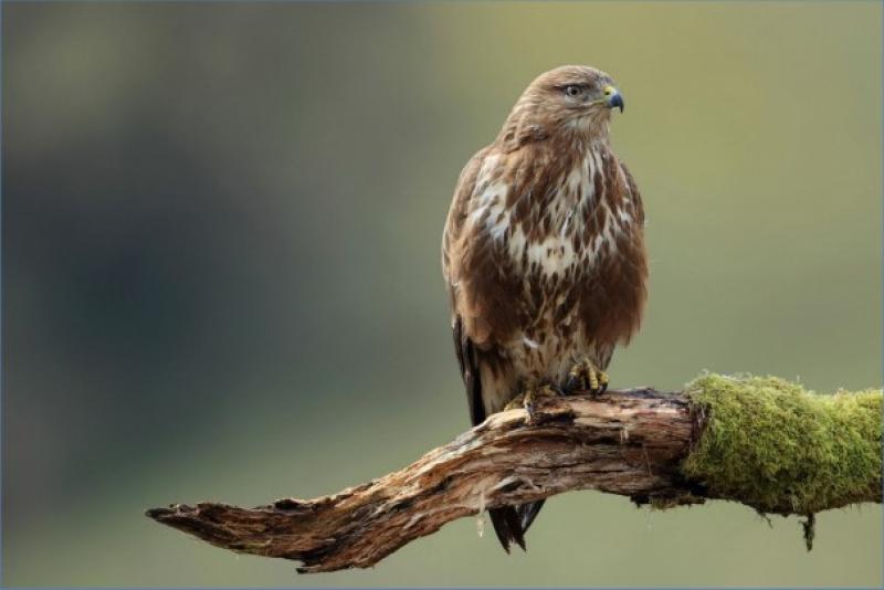Man in midlands offering reward for information on illegal shooting of buzzard