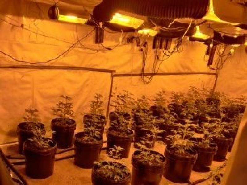 Man arrested in Longford after gardaí raid 'sophisticated cannabis growhouse' 