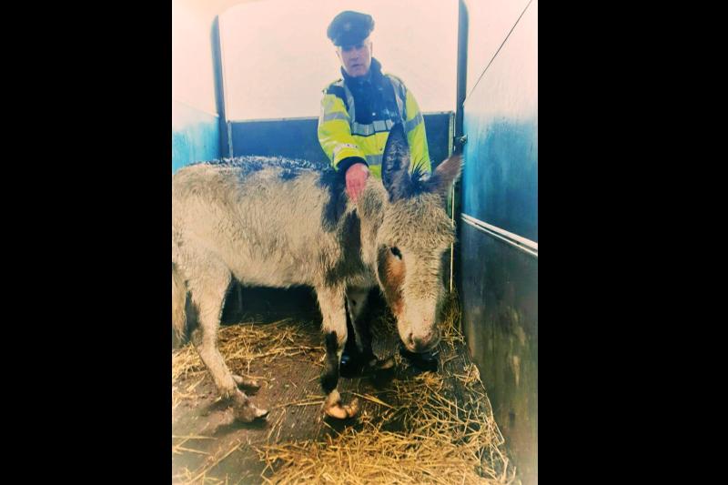 Gardaí in Granard investigation animal cruelty case after donkey discovered in distressed state