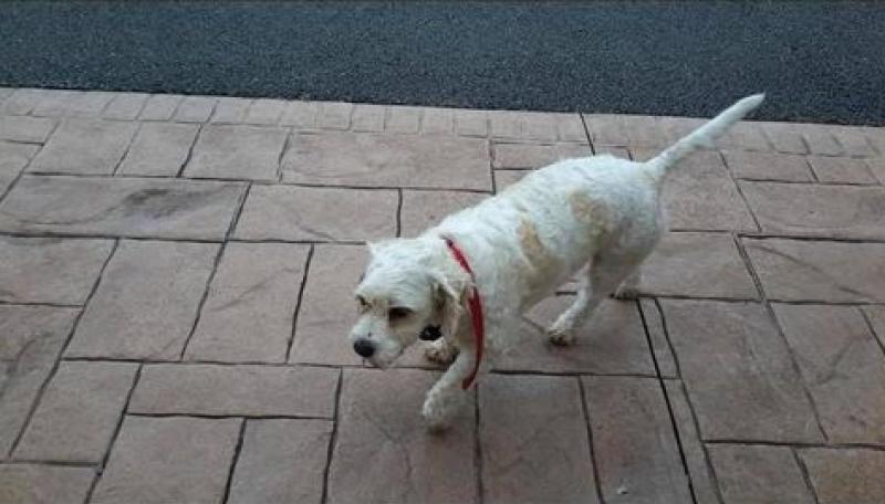 Heartbroken Newtownforbes family offer reward for return of stolen family pet
