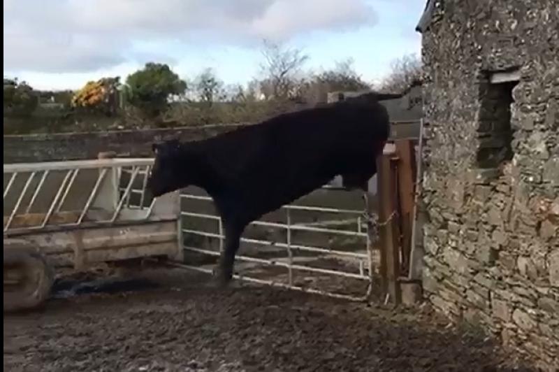 WATCH: Incredible leaping cow would not have been out of place at Cheltenham