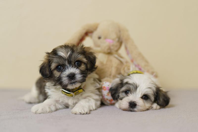Longford dog owners warned - Paws off the chocolate this Easter!
