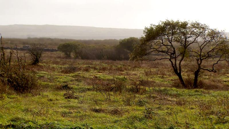 Peat