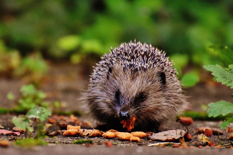 Longford volunteers needed for second nationwide hedgehog survey