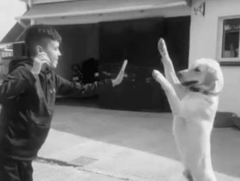 High five your dog  and donate to Cian’s Kennels in memory of Killashee's Cian Neary