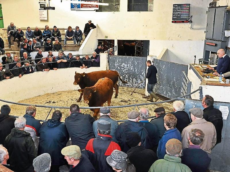 Livestock marts across Ireland welcome buyers back ringside