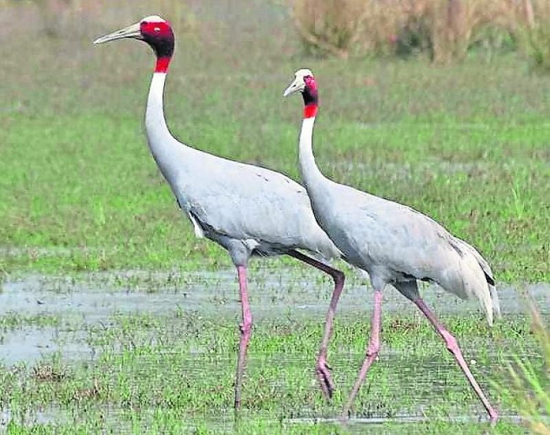 Giant birds spotted near Lough Boora extinct here since 1700