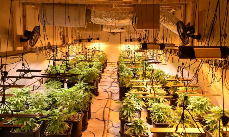 €592,000 worth of cannabis seized as Roscommon and Longford garda drugs unit uncover sophisticated growhouse 