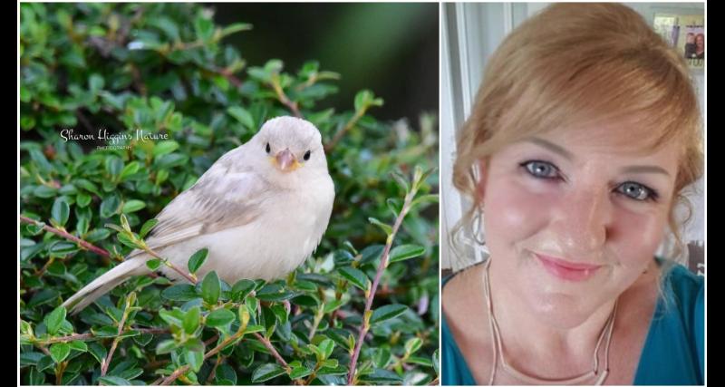Nature lover Sharon Higgins captures visit of rare white house sparrow to her Longford home