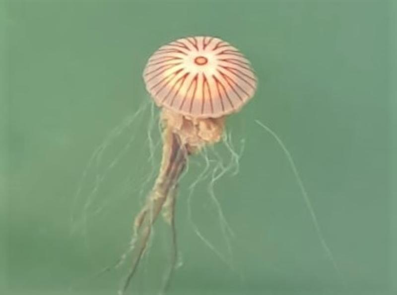 Compass jellyfish