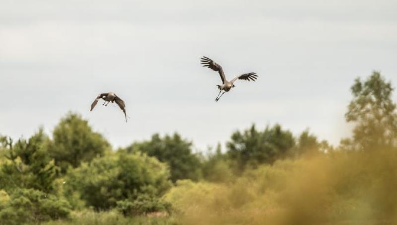 After 300 years common cranes successfully breed on Bord na Móna rewetted peatlands