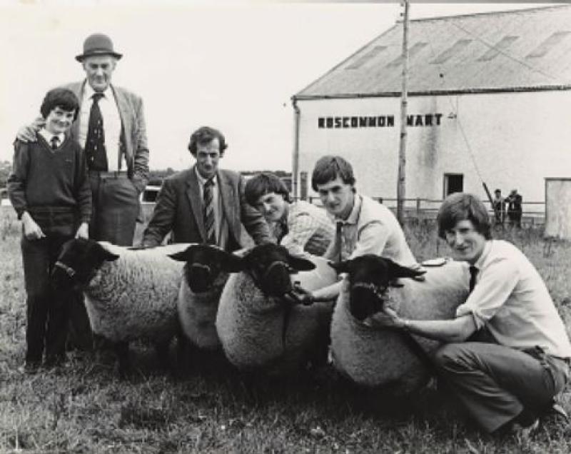 Suffolk cattle