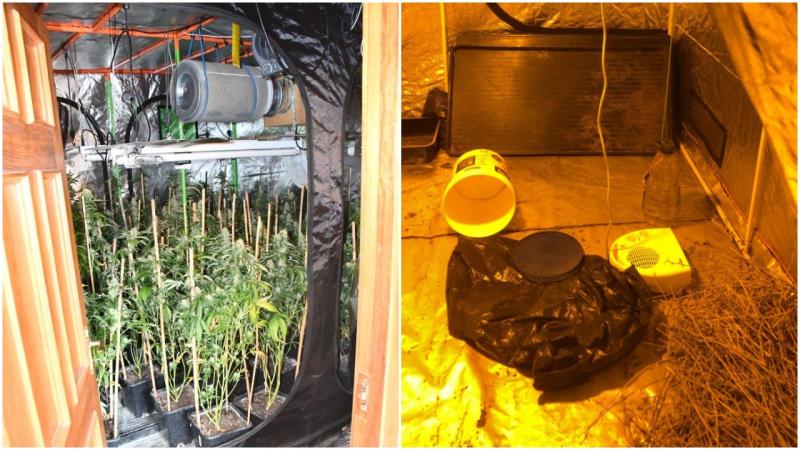 Man arrested after Roscommon and Longford Divisional Drugs Unit in €56,000 cannabis bust