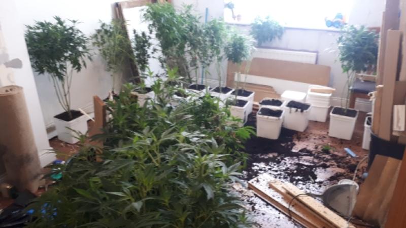 Gardaí seize €37,000 of suspected cannabis plants in Edgeworthstown