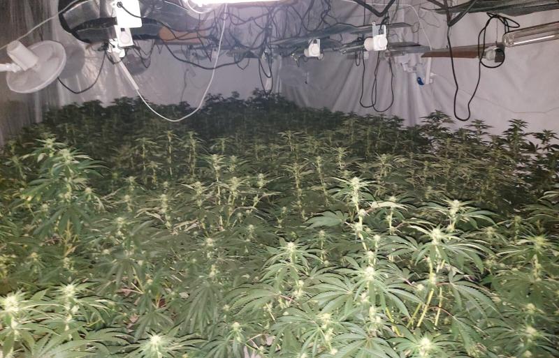 Three men arrested following €384,000  cannabis bust