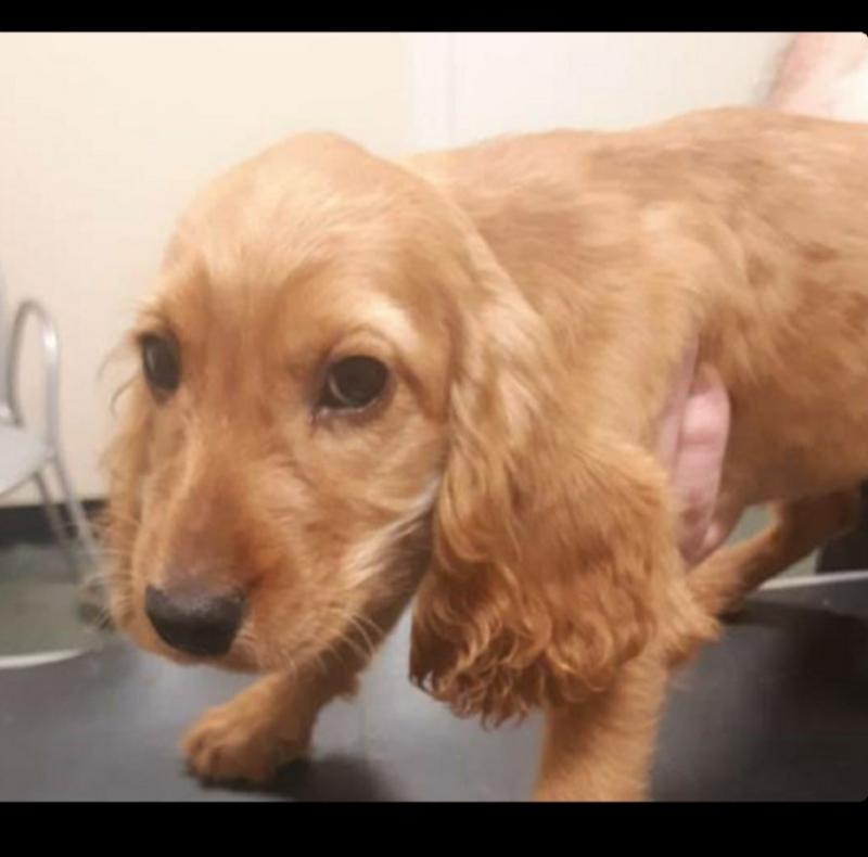 Garda investigation underway in Longford after dogs rescued in joint operation 