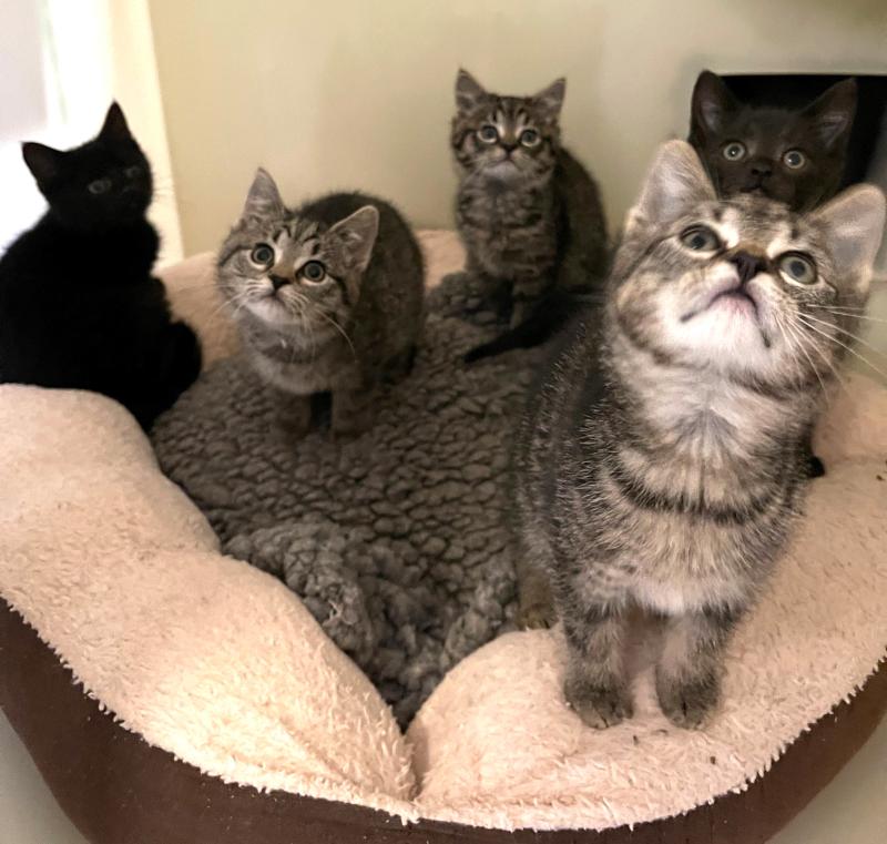 Kittens dumped outside gates of ISPCA's Longford sanctuary