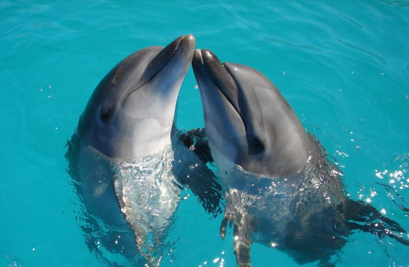 Travel company bans holidays that include 'cruel' treatment of dolphins and whales