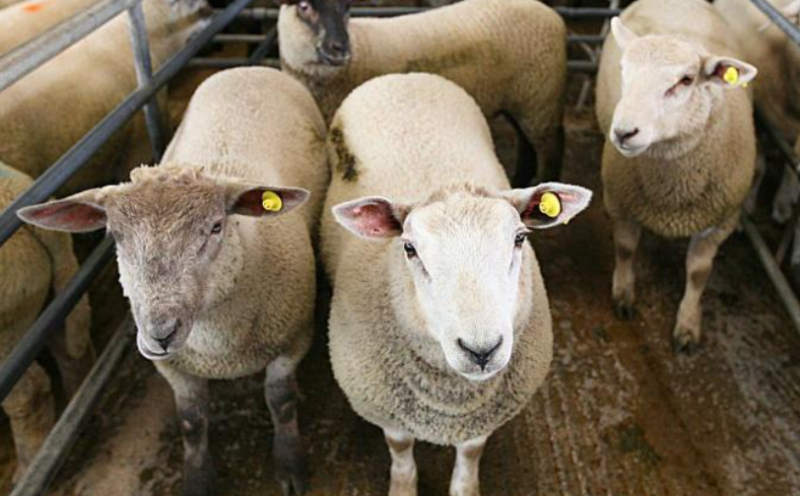 Longford farmers concerned that factory lamb prices are not reflecting increased production costs