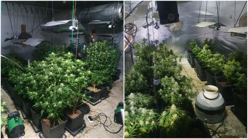Man arrested in Cavan following seizure of €97,000 worth of suspected cannabis plants