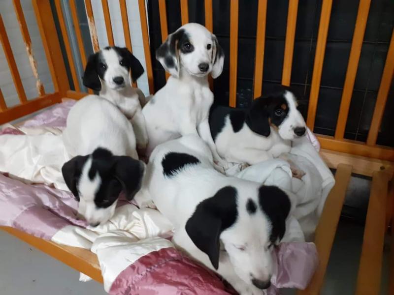 Shocking discovery as family out walking in Longford woodland find six puppies dumped in tied bag