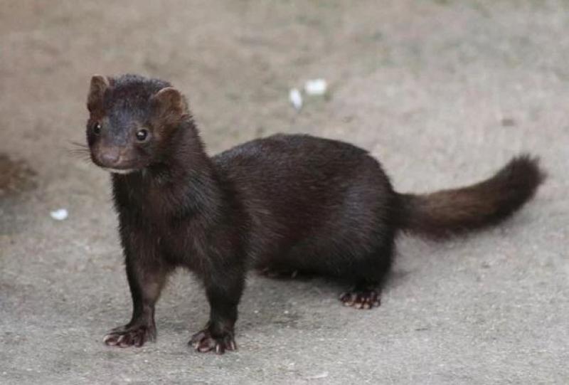 Minks 