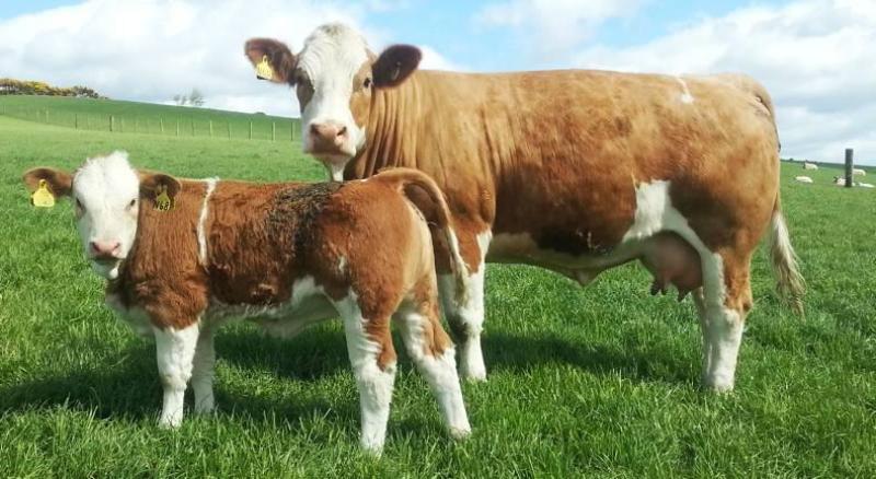 Longford farming: Cut to dairy–beef scheme hits young county farmers hardest -Macra