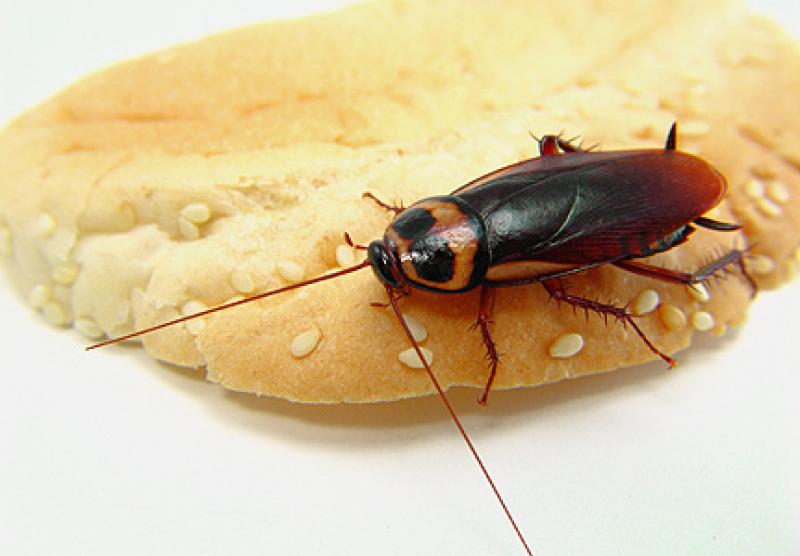 Rats, cockroaches and filth resulted in takeaway closures before Christmas 