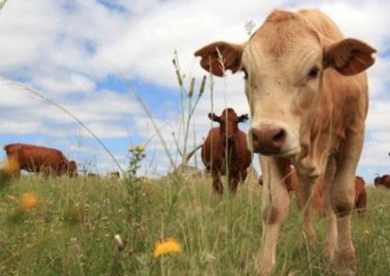 grazing-animals jpg