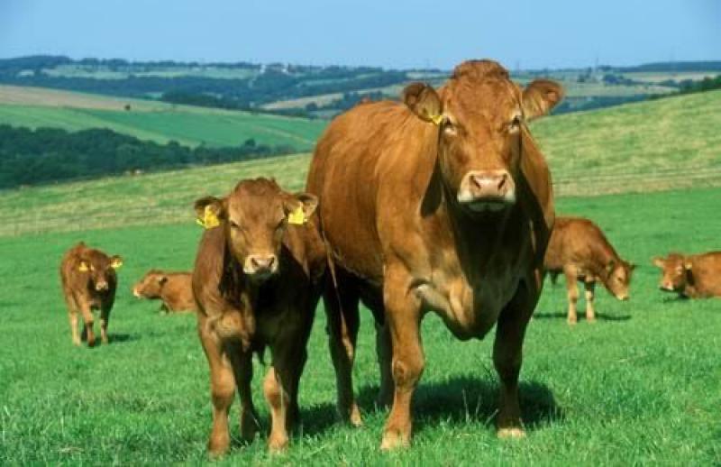 IFA  encourages Longford farmers to apply for BEEP-S
