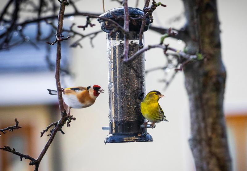 Longford gardeners encouraged to feed birds to aid pest control