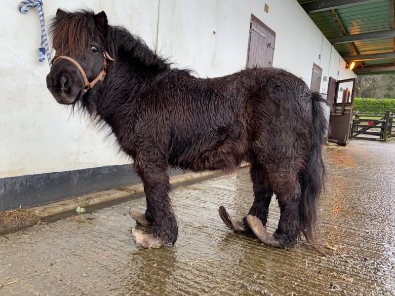 Pony with severely overgrown hooves cared for in Longford as midlands man fined for animal cruelty