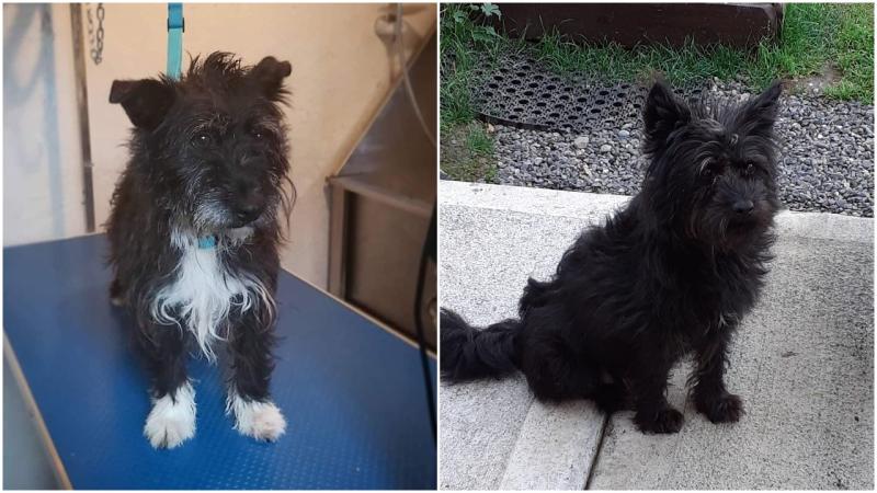 Longford woman appeals for help to find her two missing dogs