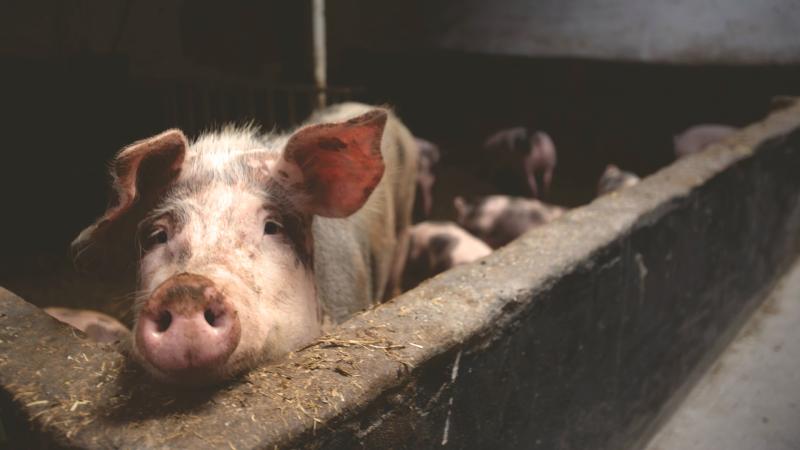Longford farmer warns pig industry will be history without Government support