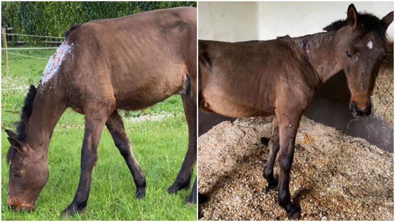 Brave pony recovering in Longford following urgent treatment for massive bite injury