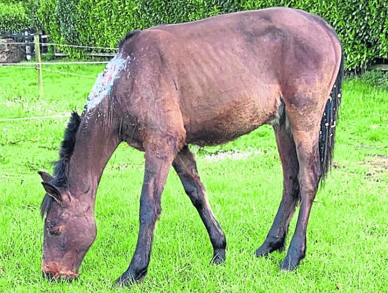 Brave pony recovering in Longford after bite injury  