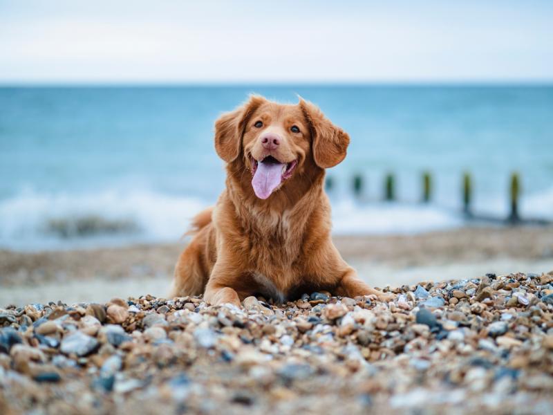 Longford dog owners reminded to take care of their pets while enjoying the summer weather