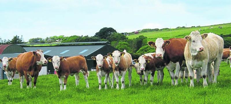 Cattle
