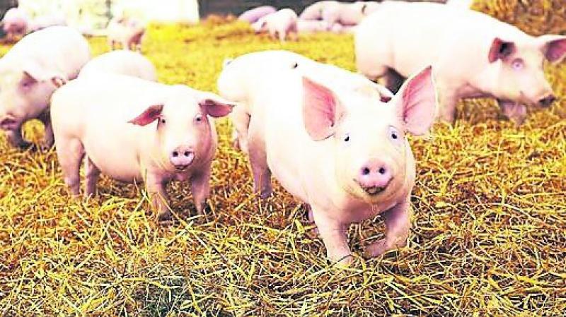 Irish pig farmers losing money for 400 days