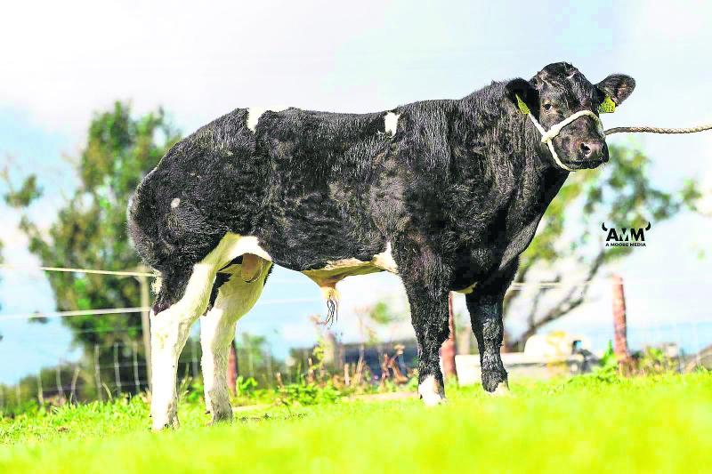 Pedigree sale
