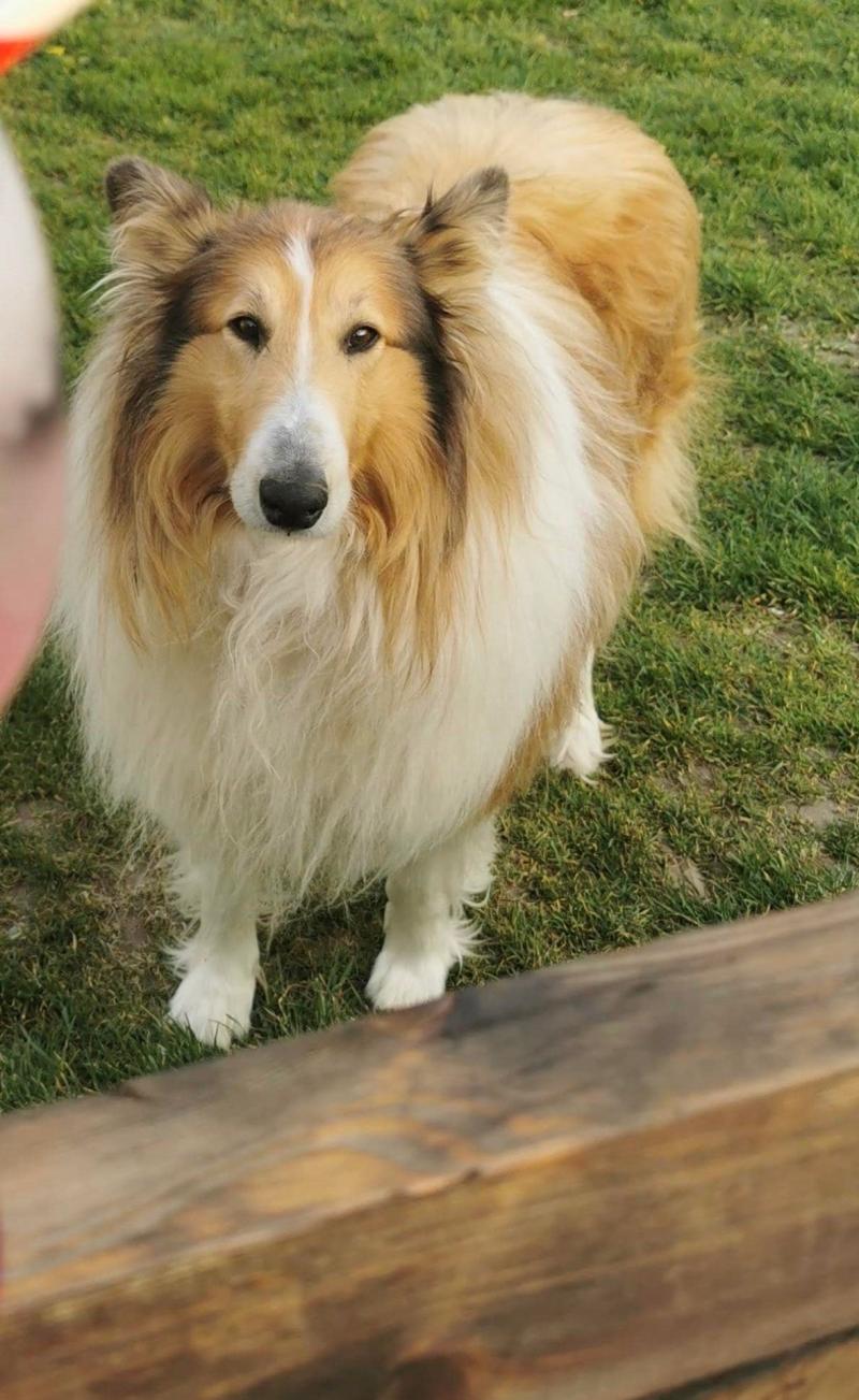 Worried Longford family in appeal for information to help find much loved pet Nelson