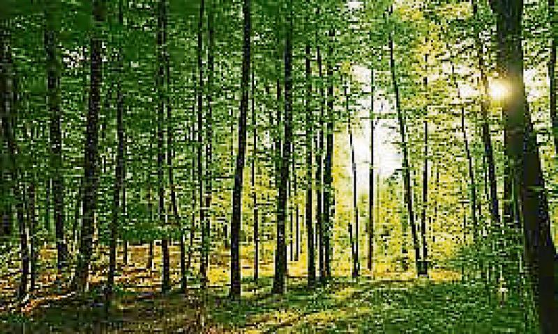 Fears new Coillte Forestry Fund will distort land market