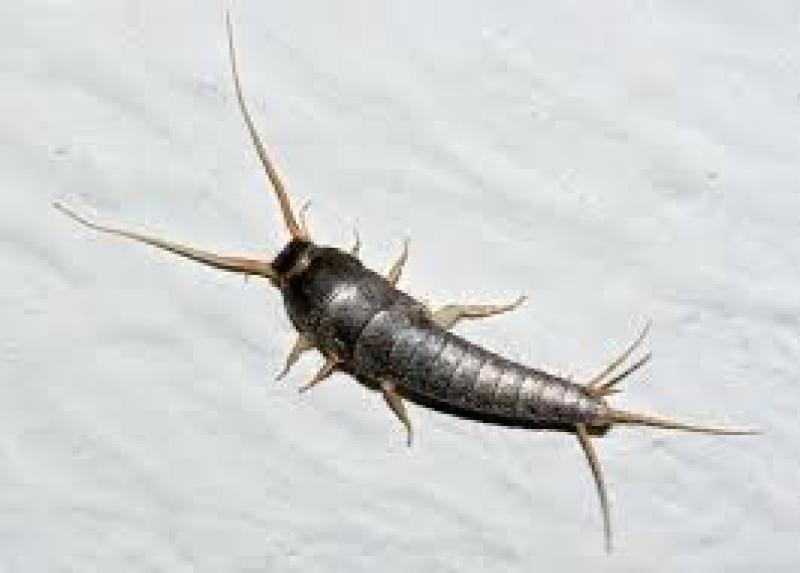 Warning: be on the lookout for nocturnal insects - and how to get rid of them