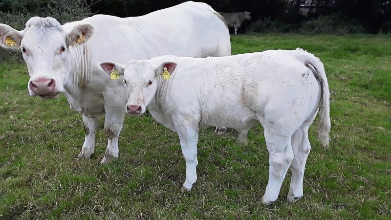 Longford farmers hear of Suckler Cow Efficiency Programme