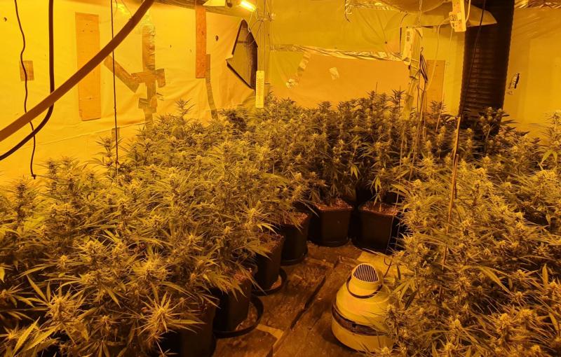 Two arrested after Roscommon / Longford Divisional Drugs Unit discover cannabis grow house operation