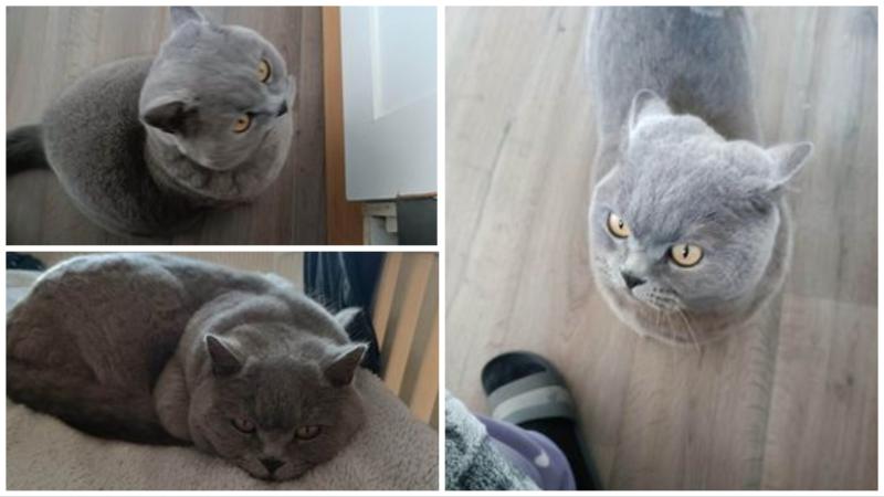 Longford family in appeal to help find missing cat