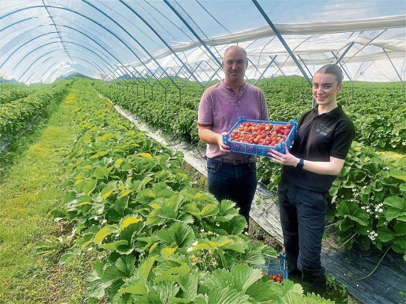 Longford fruit farmer busy as Ireland basks in strawberries and cream weather