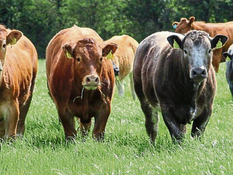 Beef losses cannot be compounded with further price cuts
