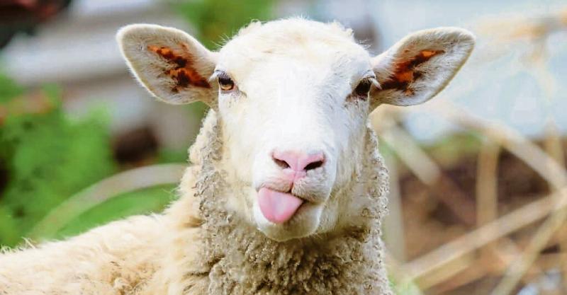 Longford Farming: Sheep sector has strong case for inclusion in new funding - IFA